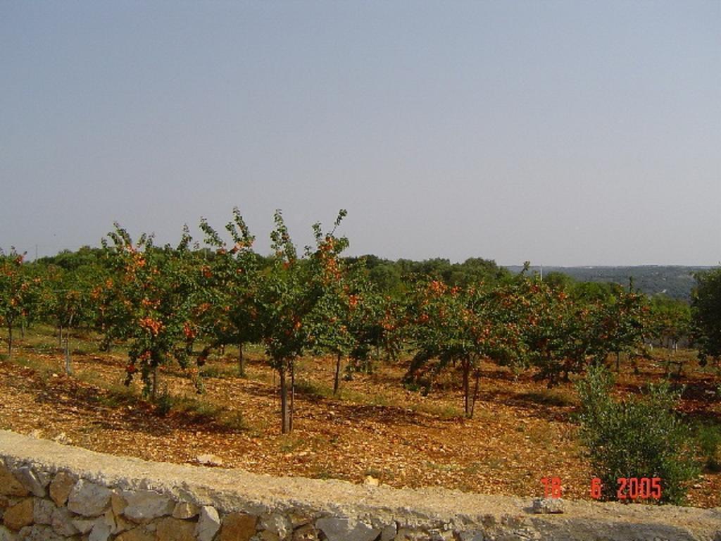 Agritria Di Umberto Anglisani Villa Ostuni Exteriör bild